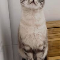 TEDD, chat à adopter