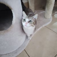 CALIE, chatte à adopter