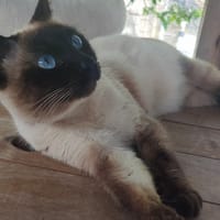 PINO, chat à adopter