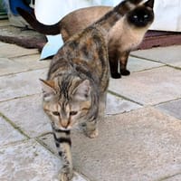 SOL, chatte à adopter