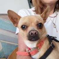 Toretto, perro en adopción