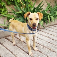 Natalia, perra en adopción