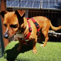 Jacobo, perro en adopción