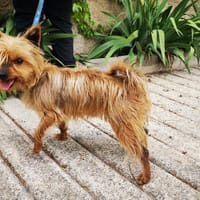 Tana, perra en adopción