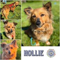 HOLLIE * klein und wendig, Hündin zur Adoption