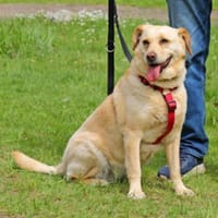 Luiza ist auch für Anfänger geeignet, Hündin zur Adoption