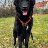 Labbi-Mix JUNAKin 37130 Gleichen, Hund zur Adoption