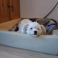 aktiver Idefix hofft auf seine Chance, Hund zur Adoption