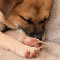 Sid unser Schmuser, Hund zur Adoption