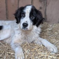 Arno, Hund zur Adoption