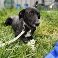 Mira sucht ihre Familie, Hündin zur Adoption