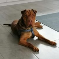Bazsi, lieber Shar Pei Mischling, Hund zur Adoption