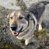 Finn möchte die Welt kennenlernen, Hund zur Adoption