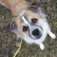 ROMEO - ein Junghund zum Verlieben!, Hund zur Adoption
