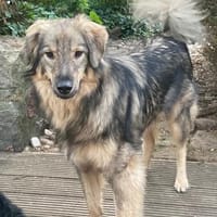 Barbaris ist ein junger, sanfter Rüde, Hund zur Adoption