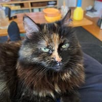 ihre Hoheit Frau Flausch Rheingau, Katze zur Adoption