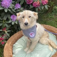 Donnie (männlich), Hund zur Adoption