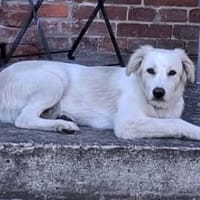 Beto, sensibler Welpe sucht Zuhause, Hund zur Adoption
