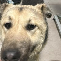 Marla, hübsche Junghündin sucht Zuhause, Hündin zur Adoption