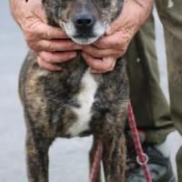 Gustav - fröhlich u. verspielt, Hund zur Adoption