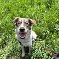 Poldi, sehr sozial, katzenverträglich, Hund zur Adoption