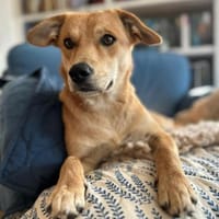 Stefi, angehende Herzensbrecherin,ca 1J, Hündin zur Adoption