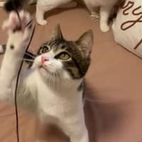 Tiny, lebenslustiger Herzensbrecher, 9M, Kater zur Adoption