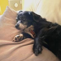 Mocca unsere Seniorin, Hündin zur Adoption