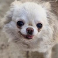 Gucci, Hündin zur Adoption