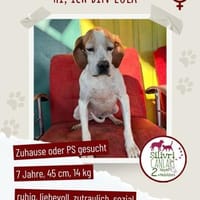 Lola sucht ein Zuhause / Pflegestelle, Hündin zur Adoption