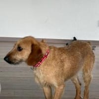 Editha 😍 süßes Segugio-Mädchen auf PS, Hündin zur Adoption
