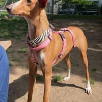 Lola, Hündin zur Adoption