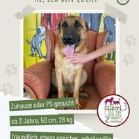 Lucky sucht ein Zuhause / Pflegestelle, Hund zur Adoption
