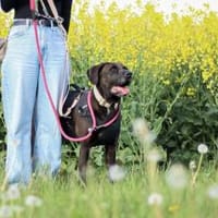 Teddy,  sanfter Schmusebär, ca. 5 Jahre, Hund zur Adoption