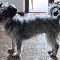 Anfängerhündin Funny❤ sucht liebes Heim, Hündin zur Adoption