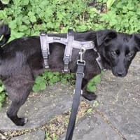 Luna - der Zuckerschock Alarm, Hündin zur Adoption