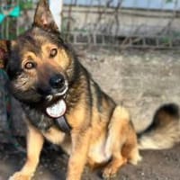 Wer schenkt dem lieben Niko sein Herz?, Hund zur Adoption