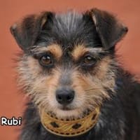 RUBI, Hündin zur Adoption