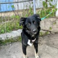 Soraia sucht ein Zuhause, Hündin zur Adoption