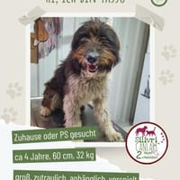 Yasso sucht ein Zuhause / Pflegestelle, Hund zur Adoption