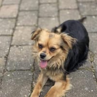 Hazel, die Sanfte (E), Hündin zur Adoption