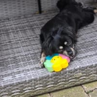 **Cindy  klein, aber oho 🐾** (E), Hündin zur Adoption