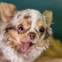 Armani, Hündin zur Adoption