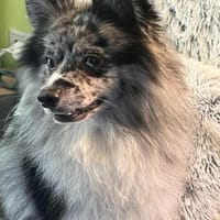 Agiler Denis will ausgelastet werden, Hund zur Adoption