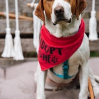 Hugo - sanfter Junghund sucht Zuhause, Hund zur Adoption