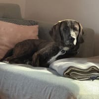 Nebbia fröhlicher Segugio auf Pflegest., Hund zur Adoption