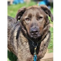 Owe - wartet in 66806 Nalbach, Hund zur Adoption