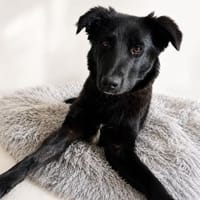 Oliver sucht sein Für-immer-Zuhause, Hund zur Adoption