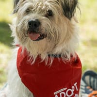 Lieber Beni sucht seine Familie, Hund zur Adoption