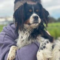 Isidoro  ist ein kleiner Sonnenschein, Hund zur Adoption